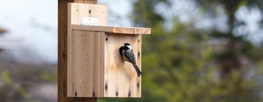 Houten vogelhuisje aan een paal met een kleine zangvogel die bij de opening zit, tegen een onscherpe groene achtergrond.